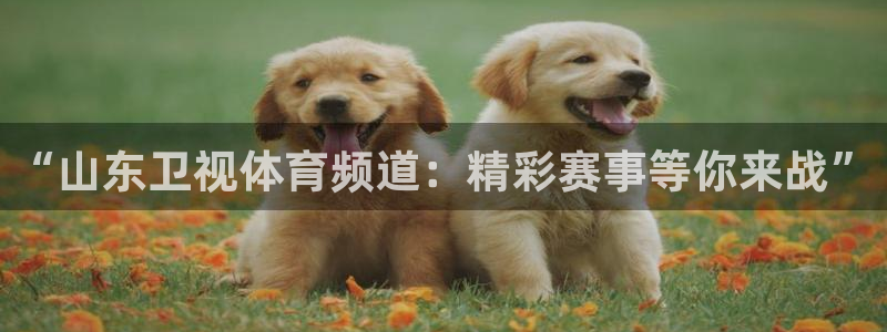 蜘蛛直播体育篮球：“山东卫视体育频道：精彩赛事等你来战”
